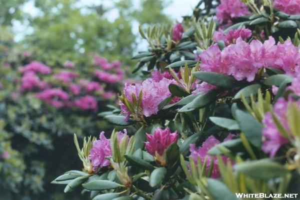 Roan Mtn. rhododendron garden