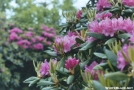 Roan Mtn. rhododendron garden by sienel in Flowers