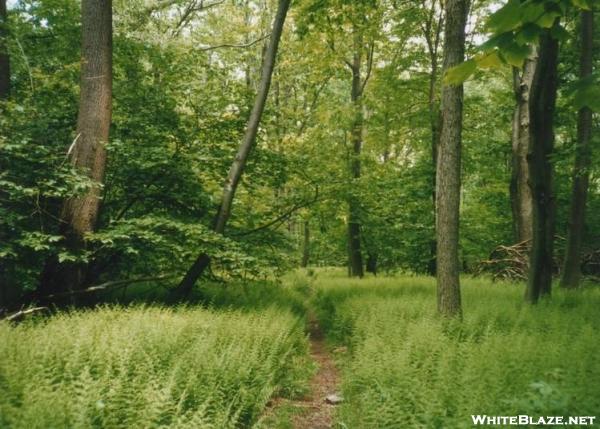 Pennsylvania ferns