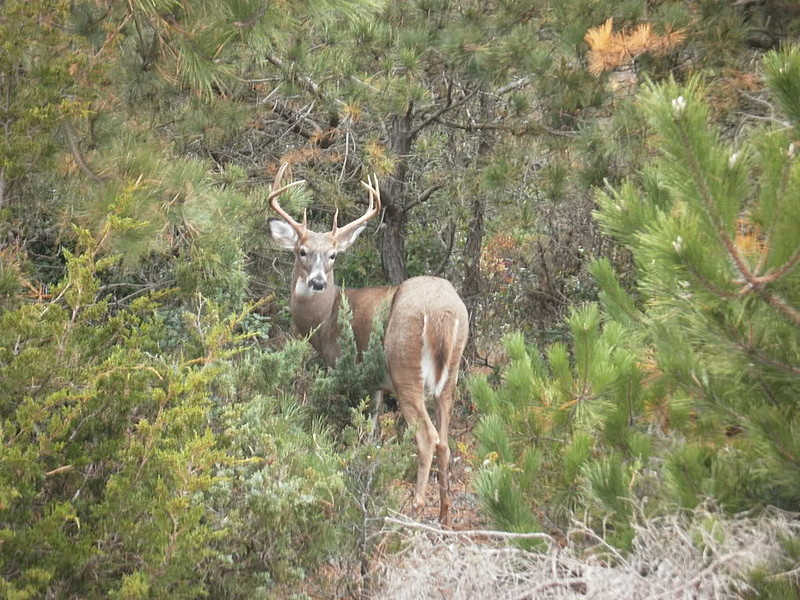 fire island buck