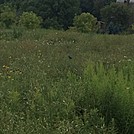 ice age trail lapham peak area