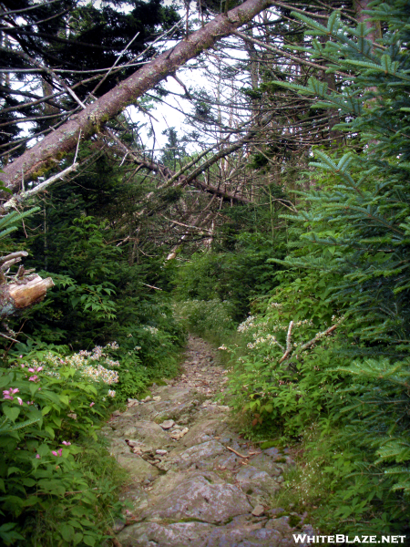 Roan High Knob