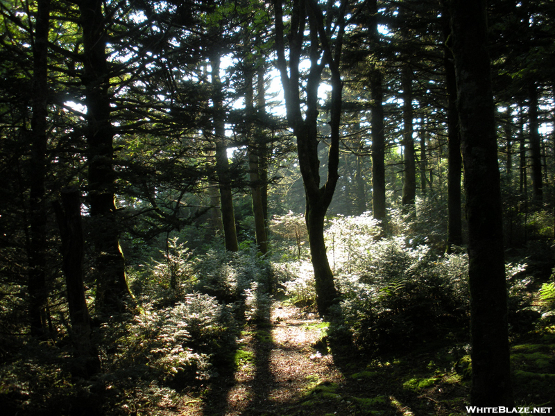 Roan Mt Shelter