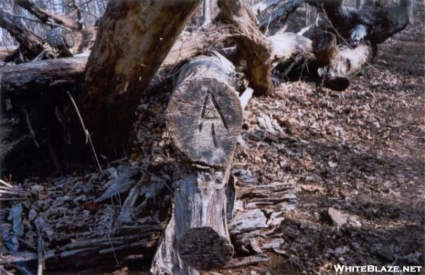 Creative "AT" grafitti on a fallen log