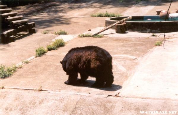 Poor Bear..in the Trailside museum