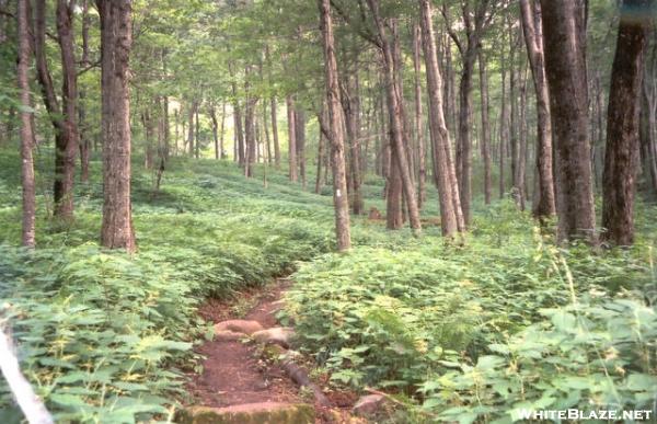 Green Green Mountains