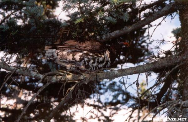 Pheasant in a tree