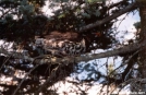 Pheasant in a tree by Jumpstart in Birds