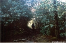 Rhododendron tunnels in GSMNP