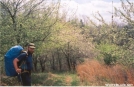 Dogwoods in Bloom on the way to Atkins, VA by Jumpstart in Trail & Blazes in Virginia & West Virginia