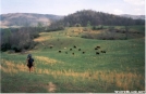 Walking with Cows by Jumpstart in Views in Virginia & West Virginia