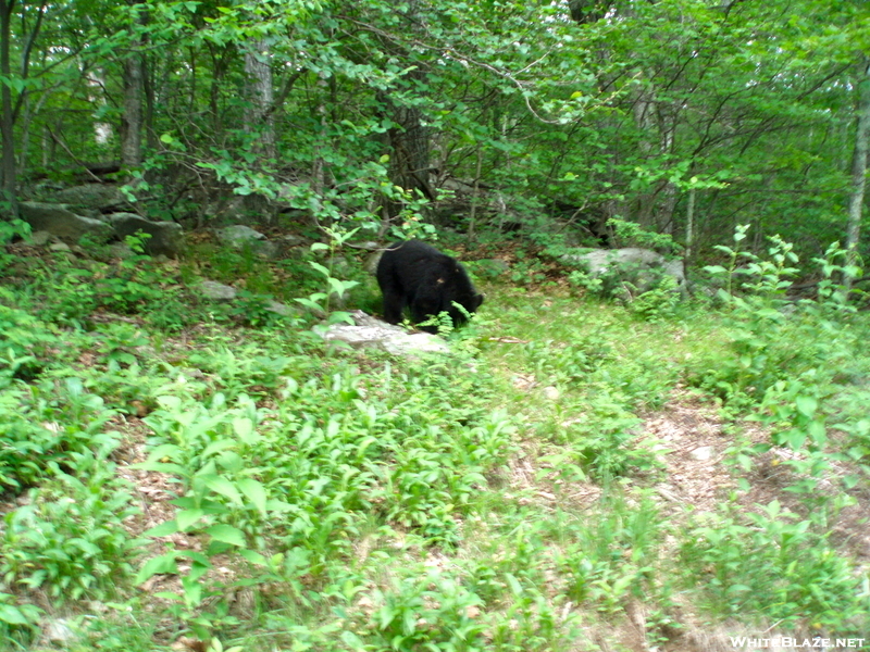 Black Bear In Shenandoah National Park