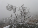 Jane Bald by J-Fro in Trail & Blazes in North Carolina & Tennessee