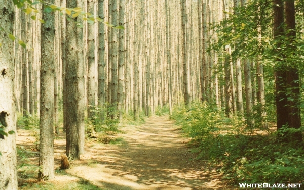 Pine Forest