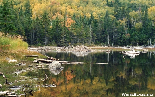 Beaver Pond