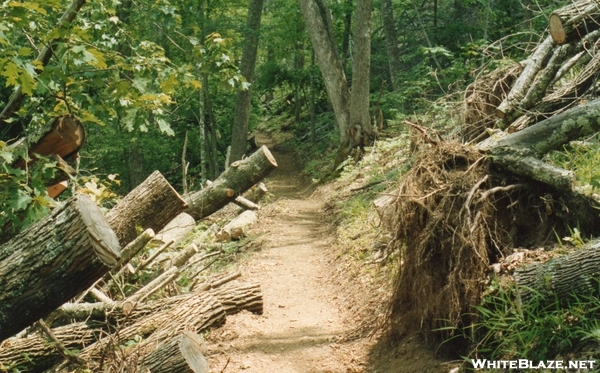 Tropical Storm Hugo Damage