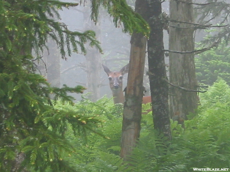 Deer At Mt Leconte