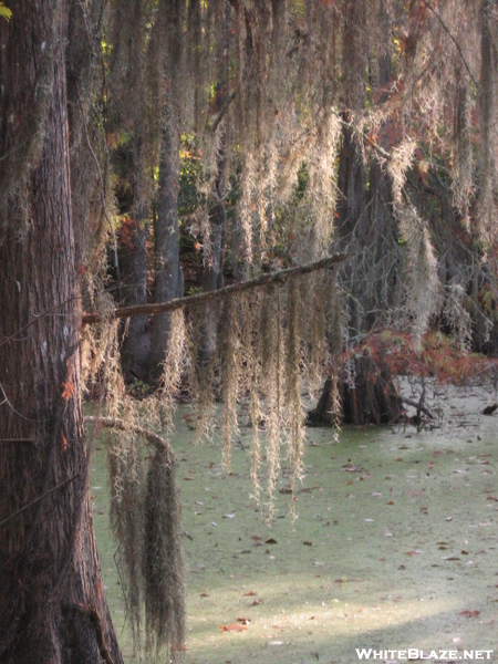 Spanish Moss By The Swamp