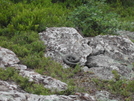 Snakes by Migrating Bird in Snakes