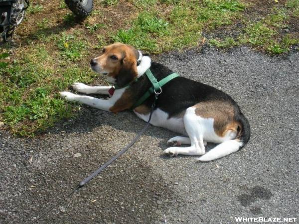 Trail dog?