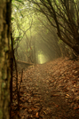 Rhodo Tunnel by Pit Stop in Trail & Blazes in North Carolina & Tennessee