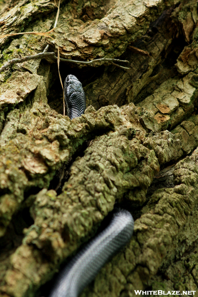 Rat Snake Climbing A Tree