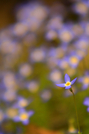 Bluet by Pit Stop in Flowers