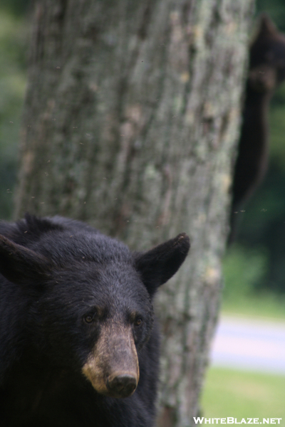 Momma Bear And Cub