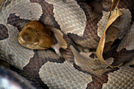 Copperhead