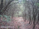 Ga. Rhododendrons In October