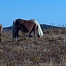 Mount Rogers