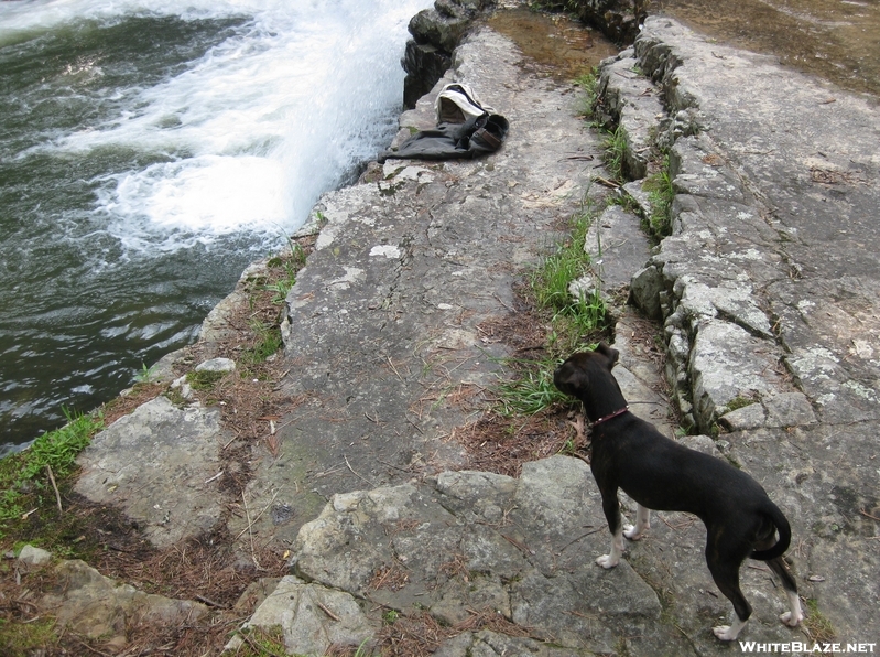 Lost Dog Sighted Near At Trailheads In Southwest Virginia (blacksburg) Area