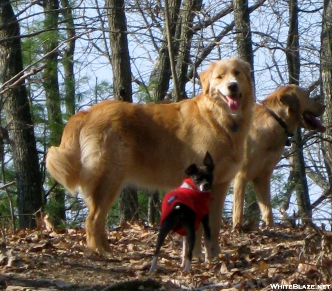 Lost Dog Sighted Near At Trailheads In Southwest Virginia (blacksburg) Area