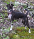 Lost Dog by Cowgirl Heart in Virginia & West Virginia Trail Towns