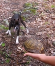 Lost Dog Sighted Near At Trailheads In Southwest Virginia (blacksburg) Area by Cowgirl Heart in Virginia & West Virginia Trail Towns