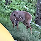 1136 2023.09.04 Morning Visitor At My Rock Spring Hut Tentsite