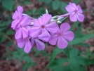 0012 2009.07.11 Violet Wood Sorrel by Attila in Flowers