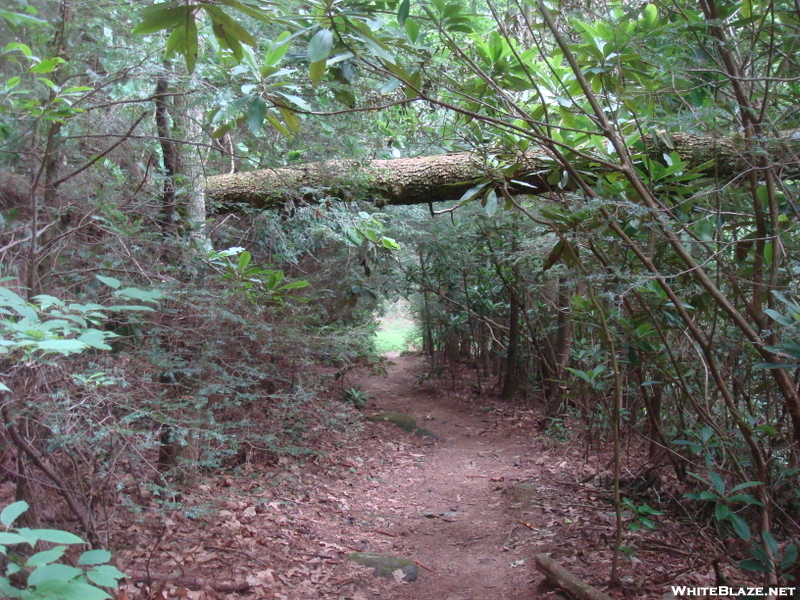 0027 2009.07.12 Log "bridge" Over Trail