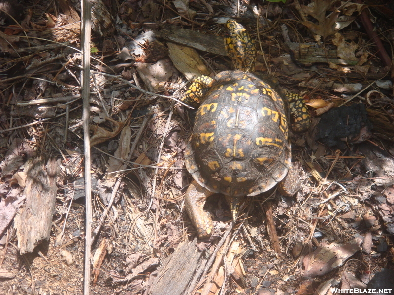 0038 2009.07.13 Turtle On Trail