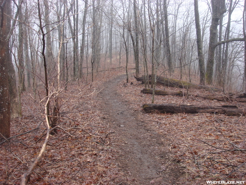 0071 2010.03.12 Trail On Levelland Mountain