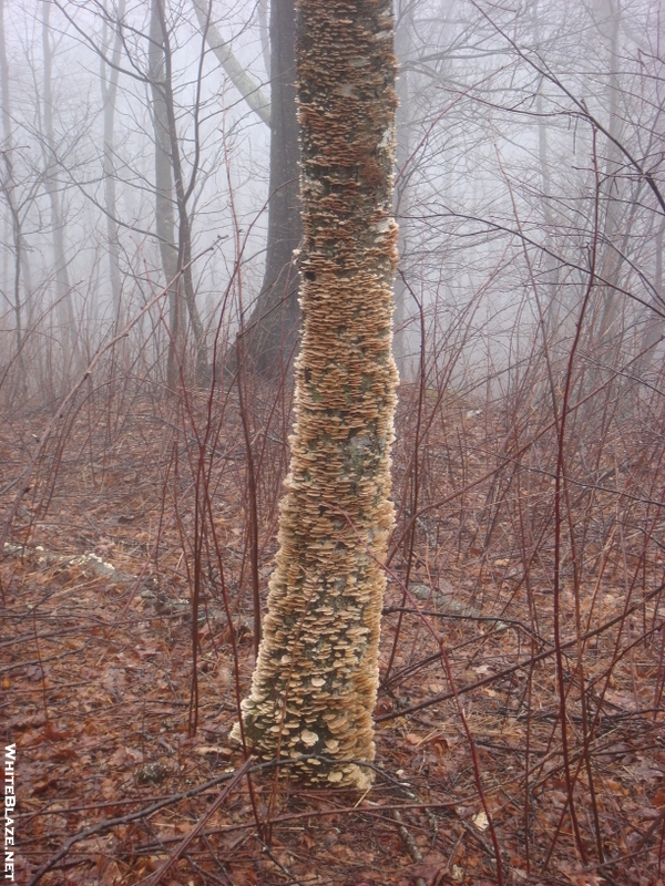 0074 2010.03.12 Mushroom Covered Tree