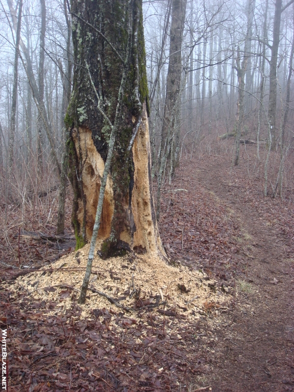 0087 2010.03.13 Chattahochee Gap Trail "birdfood" Tree