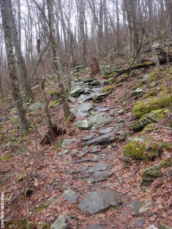 0090 2010.03.13 Trail Leading To Rocky Knob