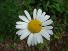 0099 2010.06.11 Flowers At Unicoi Gap