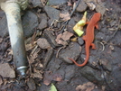 0101 2010.06.11 Salamander On Rocky Mountain Trail by Attila in Other