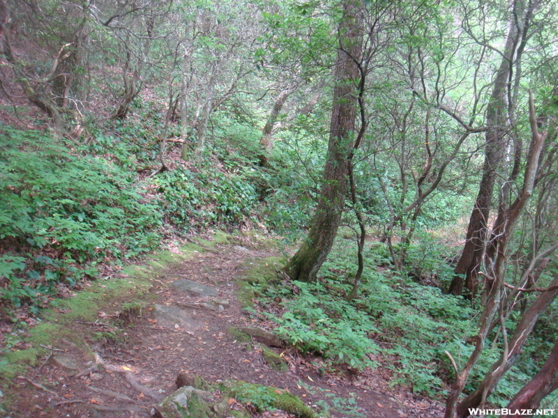 0106 2010.06.11 Indian Grave Gap Nobo Trail