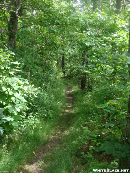 0112 2010.06.11 Trail South Of Tray Gap