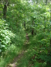 0112 2010.06.11 Trail South Of Tray Gap by Attila in Trail & Blazes in Georgia