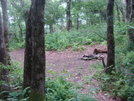 0116 2010.06.11 Tray Mountain Shelter Camp Site by Attila in Tray Mountain Shelter