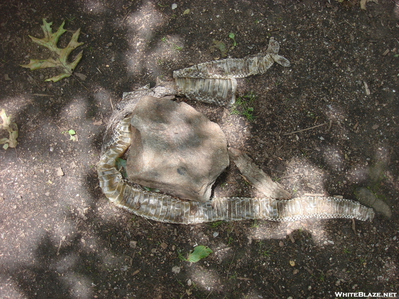 0118 2010.06.11 Snake Skin At Tray Mountain Shelter Camp Site